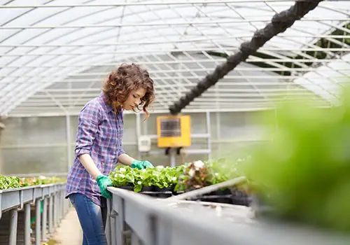 A woman working with plants in a large greenhouse.
